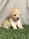Toy Poodle Puppies for sale in Columbia, MS 39429, USA. price: $800
