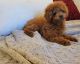 Toy Poodle Puppies for sale in Hesperia, CA 92345, USA. price: NA