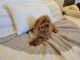 Toy Poodle Puppies for sale in Hesperia, CA 92345, USA. price: $600