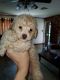 Toy Poodle Puppies for sale in Mamou, LA 70554, USA. price: $1,500