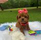 Toy Poodle Puppies for sale in Columbus, OH, USA. price: NA