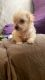 Toy Poodle Puppies for sale in Albuquerque, NM, USA. price: $600