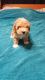 Toy Poodle Puppies for sale in Guntersville, AL, USA. price: NA