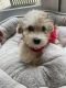 Toy Poodle Puppies for sale in Springfield, MA, USA. price: NA
