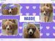Toy Poodle Puppies for sale in Plainwell, MI 49080, USA. price: NA