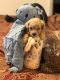 Toy Poodle Puppies for sale in Nashville, TN, USA. price: $1,500