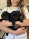 Toy Poodle Puppies for sale in Irvine, CA, USA. price: $3,500