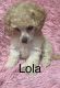 Toy Poodle Puppies for sale in Marydel, MD 21649, USA. price: NA