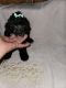 Toy Poodle Puppies for sale in Patton, MO 63662, USA. price: NA