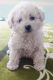 Toy Poodle Puppies for sale in 23724 S 126th St, Chandler, AZ 85249, USA. price: $900
