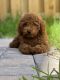 Toy Poodle Puppies for sale in Miami, FL, USA. price: $2,800