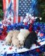 Toy Poodle Puppies for sale in Hot Springs, AR, USA. price: $1,500