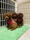 Toy Poodle Puppies for sale in Pearland, TX 77584, USA. price: NA