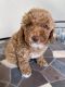 Toy Poodle Puppies for sale in San Leandro, CA, USA. price: $1,800