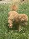 Toy Poodle Puppies for sale in Columbia, MO, USA. price: $1,800