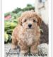 Toy Poodle Puppies for sale in Lexington Park, MD, USA. price: $1,800