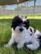 Toy Poodle Puppies for sale in Spokane Valley, WA, USA. price: $550