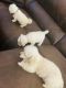Toy Poodle Puppies for sale in Gilbert, AZ, USA. price: NA