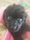 Toy Poodle Puppies for sale in Laurens County, SC, USA. price: $900
