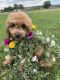 Toy Poodle Puppies for sale in Grand Junction, CO, USA. price: NA
