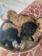 Toy Poodle Puppies for sale in Blaine, WA, USA. price: $1,500