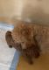 Toy Poodle Puppies for sale in Sacramento, CA 95828, USA. price: $2,500