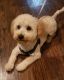 Toy Poodle Puppies for sale in Goodlettsville, TN, USA. price: $330