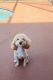 Toy Poodle Puppies for sale in Orlando, FL, USA. price: $3,500