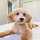 Toy Poodle Puppies for sale in Burbank, IL, USA. price: $900