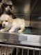 Toy Poodle Puppies for sale in Calhoun, MO 65323, USA. price: NA