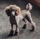 Toy Poodle Puppies for sale in WV-27, Wellsburg, WV 26070, USA. price: $900
