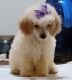 Toy Poodle Puppies for sale in Patton, MO 63662, USA. price: NA