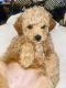 Toy Poodle Puppies for sale in Gretna, LA, USA. price: $900