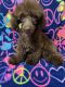 Toy Poodle Puppies for sale in IN-62, New Washington, IN, USA. price: $1,200