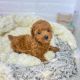 Toy Poodle Puppies for sale in New York New York Casino, Las Vegas, NV 89109, USA. price: NA