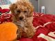 Toy Poodle Puppies for sale in Park Ridge, IL, USA. price: $800