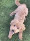 Toy Poodle Puppies for sale in Las Vegas, NV 89128, USA. price: $1,500