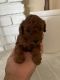 Toy Poodle Puppies for sale in Visalia, CA, USA. price: $3,500