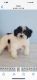 Toy Poodle Puppies for sale in Orlando, FL, USA. price: NA