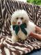 Toy Poodle Puppies for sale in Lynn, MI 48097, USA. price: NA