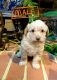 Toy Poodle Puppies for sale in Chesapeake, VA 23320, USA. price: NA