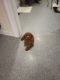 Toy Poodle Puppies for sale in Westchester County, NY, USA. price: NA