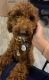 Toy Poodle Puppies for sale in Orange County, FL, USA. price: $4,000