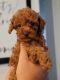 Toy Poodle Puppies for sale in Victorville, CA, USA. price: $2,500