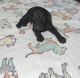 Toy Poodle Puppies for sale in Brooklyn, NY, USA. price: NA