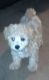 Toy Poodle Puppies for sale in Greenwood, SC, USA. price: NA
