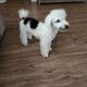Toy Poodle Puppies for sale in Lincoln, NE, USA. price: NA