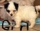 Toy Poodle Puppies for sale in Dayton, OH, USA. price: $550