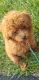 Toy Poodle Puppies for sale in Chicago, IL, USA. price: $300,000