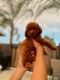 Toy Poodle Puppies for sale in Rancho Cucamonga, CA, USA. price: $4,000